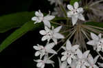 Fourleaf milkweed